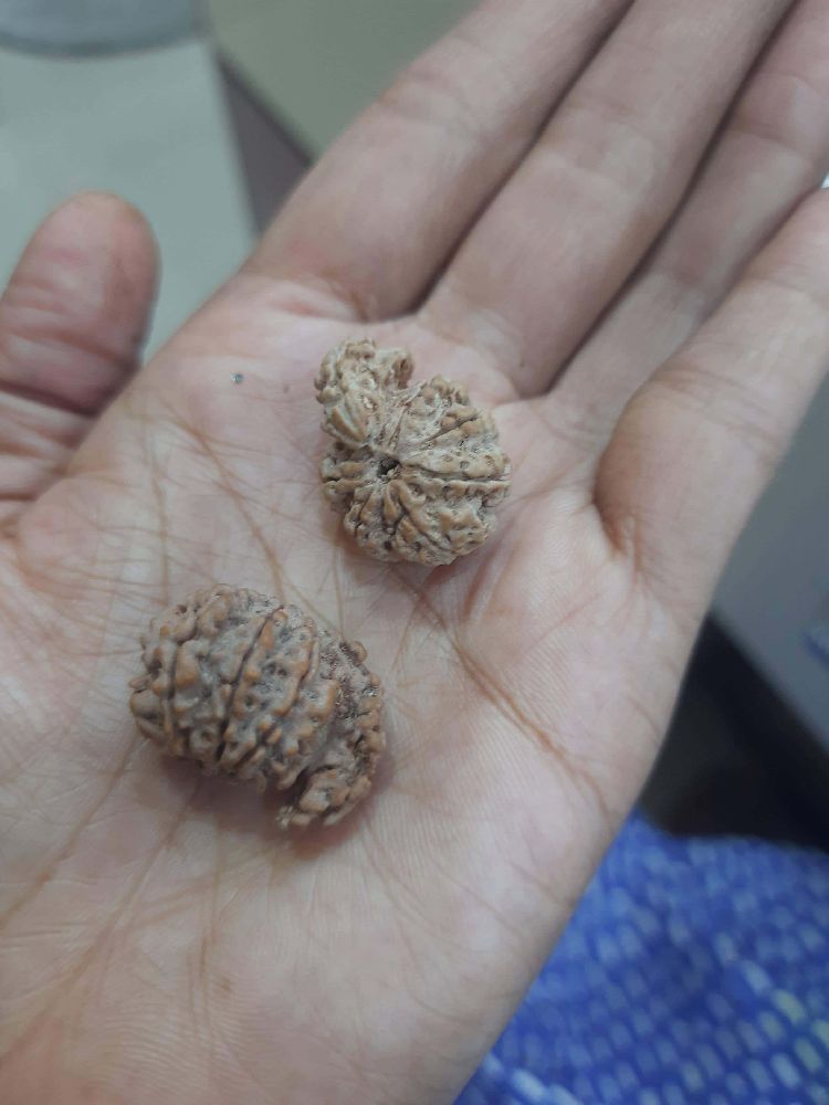 Different varieties of Rudraksha beads, each with unique properties and benefits